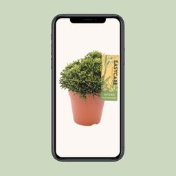 Hatiora Salicornioides - Ø12 ↕22 (12019)