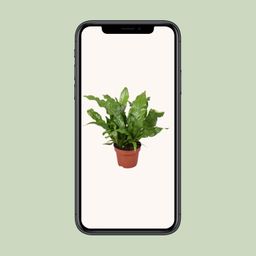 Microsorum Crocodyllus (16747)