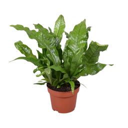 Microsorum Crocodyllus (16747)