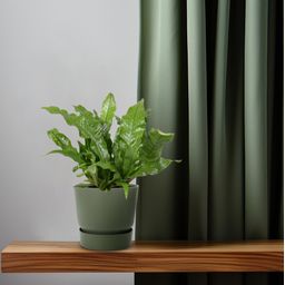 Microsorum Crocodyllus (16747)