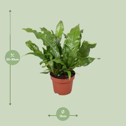 Microsorum Crocodyllus (16747)