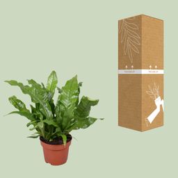 Microsorum Crocodyllus (16747)