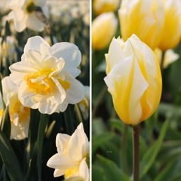 Flowerbulbs amsterdam Jacques Darlings - 25 bloembollen - Maat 12+ (8720938490354)