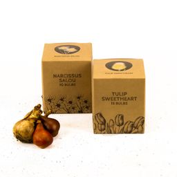 Flowerbulbs amsterdam Jacques Darlings - 25 bloembollen - Maat 12+ (8720938490354)