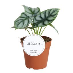 Alocasia Silver Dragon (43967)