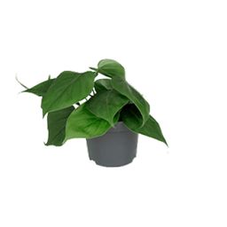 Philodendron Scandens (8720634284950)
