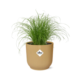 Cyperus Alternifolius Zumula in ELHO Vibes Fold 14cm geel (21677)