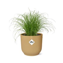 Cyperus Alternifolius Zumula in ELHO Vibes Fold 14cm geel (21677)