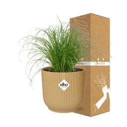 Cyperus Alternifolius Zumula in ELHO Vibes Fold 14cm geel (21677)