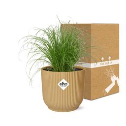 Cyperus Alternifolius Zumula in ELHO Vibes Fold 14cm geel (21677)