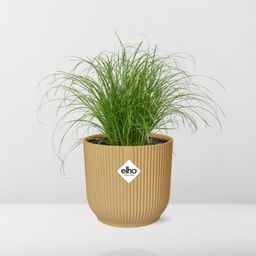 Cyperus Alternifolius Zumula in ELHO Vibes Fold 14cm geel (21677)