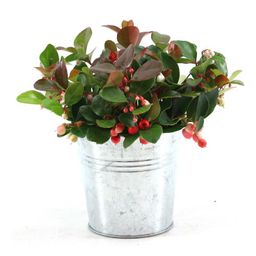 Gaultheria Pr. 'Big Berry'® P10 In Zinc Old-Look (24947)