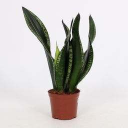 Sansevieria Whitney 12cm (28792)