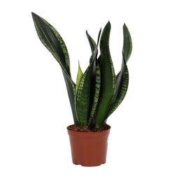 Sansevieria Whitney 12cm (28792)