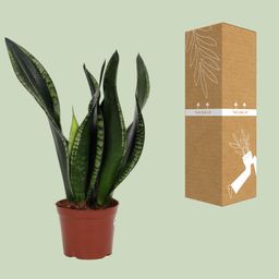 Sansevieria Whitney 12cm (28792)