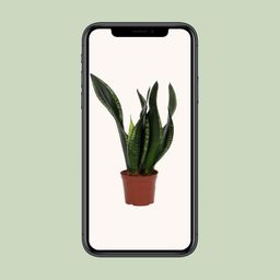 Sansevieria Whitney 12cm (28792)