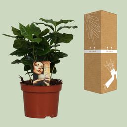 Coffea Arabica (8720634285414)