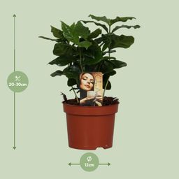 Coffea Arabica (8720634285414)