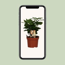 Coffea Arabica (8720634285414)