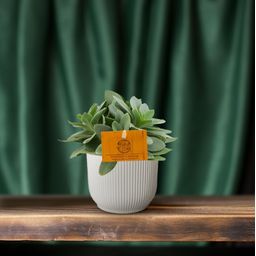 Senecio Cephalophorus (30295)