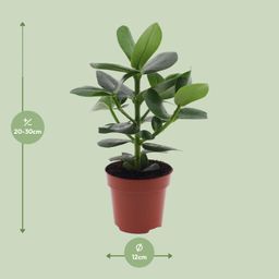 Clusia Rosea Princess (8720634284295)