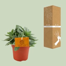 Senecio Cephalophorus (30295)