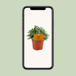 Senecio Cephalophorus (30295)