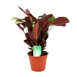 Ctenanthe Amagris (8720634287784)