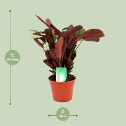 Ctenanthe Amagris (8720634287784)