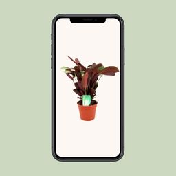 Ctenanthe Amagris (8720634287784)