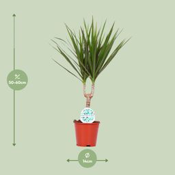 Dracaena Marginata (15963)