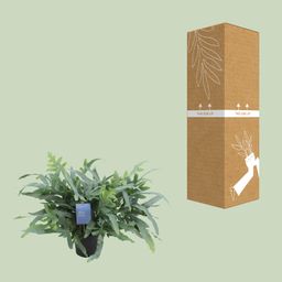 Phlebodium Aureum Blue Star (12700)