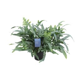 Phlebodium Aureum Blue Star (12700)