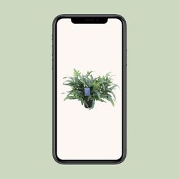 Phlebodium Aureum Blue Star (12700)