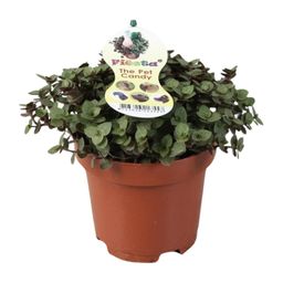 Calissia Repens (9941)