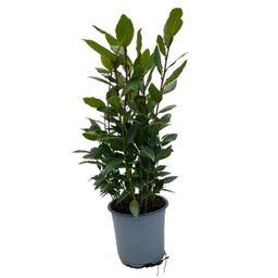 Laurus Nobilis (28892)