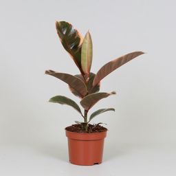 Ficus Elastica Belize (9635)