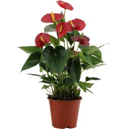 Anthurium Success Red In Transparant Sleeve (27988)