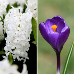 Flowerbulbs amsterdam Early Spring - 30 bloembollen (8720938490293)