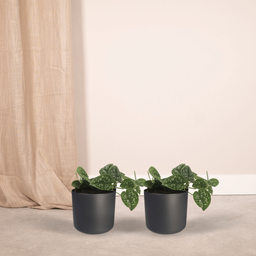 2x Scindapsus Pictus - Epipremnum - 15cm - ø12 (10277)