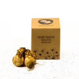 Flowerbulbs amsterdam Salou - 10 bloembollen - Maat 12/14 (8720938490125)