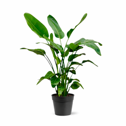 Strelitzia Nicolai (8721055691952)