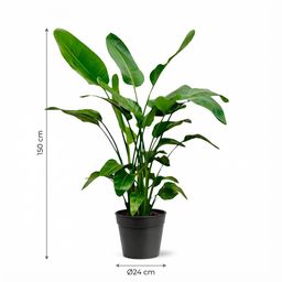 Strelitzia Nicolai (8721055691952)