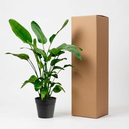 Strelitzia Nicolai (8721055691952)