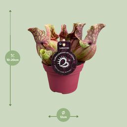 Sarracenia Venosa (13936)