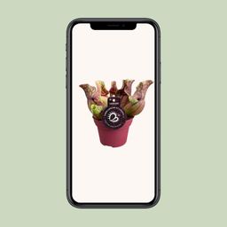 Sarracenia Venosa (13936)