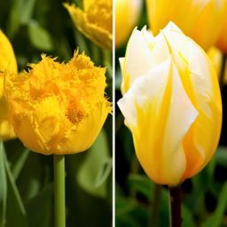 Flowerbulbs amsterdam Yellow Splash - 30 bloembollen - Maat 12+ (8720938490361)