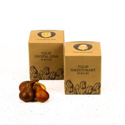 Flowerbulbs amsterdam Yellow Splash - 30 bloembollen - Maat 12+ (8720938490361)