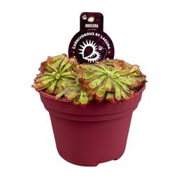 Drosera Aliciae (13932)