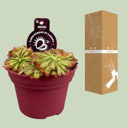 Drosera Aliciae (13932)